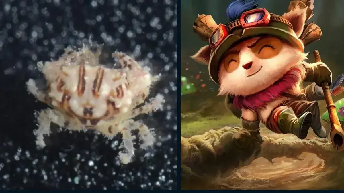 Gothus Teemo