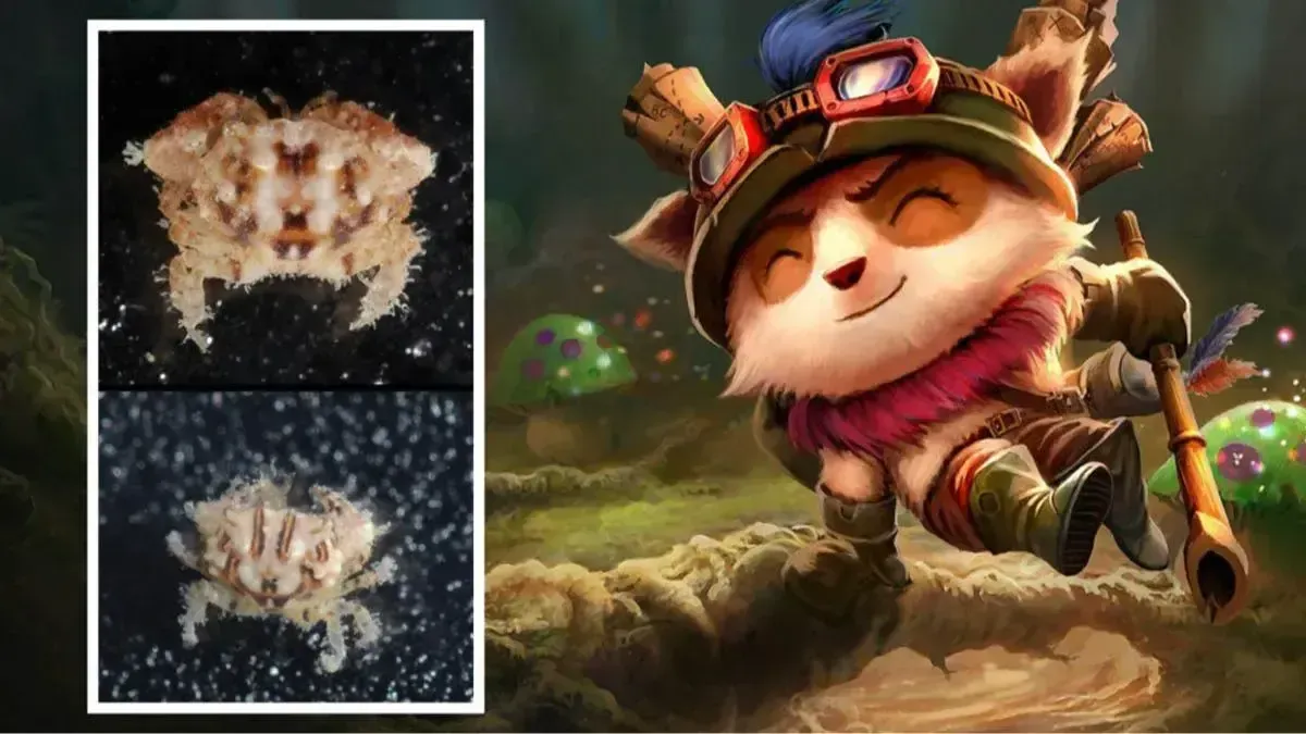 Các nhà khoa học lấy tên Teemo đặt cho một loài mới được phát hiện trên trái đất